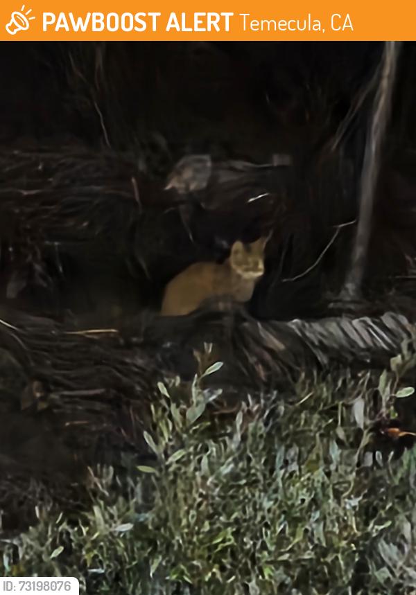Found/Stray Unknown Cat last seen Behind the Albertsons on Rancho California Rd. and Margarita in Temecula, Temecula, CA 92592