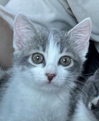Reunited Female Cat last seen 45th street, Sacramento, CA 95819