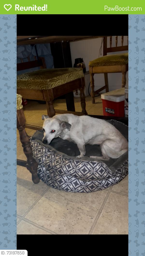 Reunited Female Dog last seen Dorchester St and Osage Dr, La Presa, CA 91977