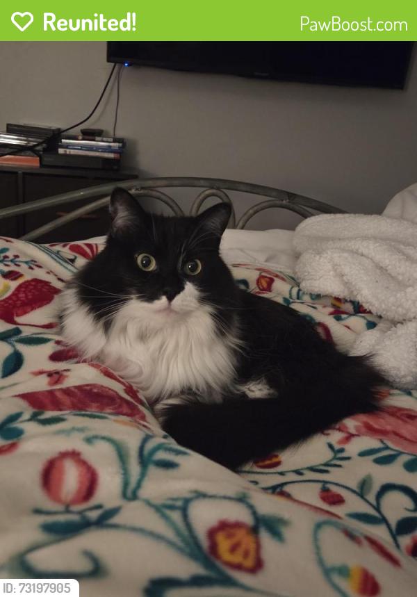 Reunited Female Cat last seen Hall St., Red Coat Ln, Manchester, NH 03104