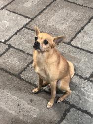 Lost Male Dog last seen Hillswood Drive, Sacramento, CA 95821