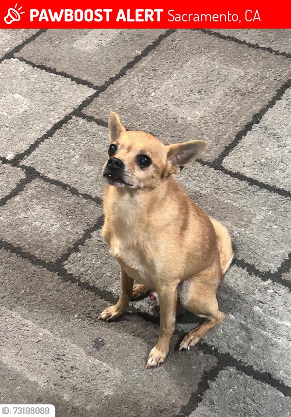 Lost Male Dog last seen Hillswood Drive, Sacramento, CA 95821