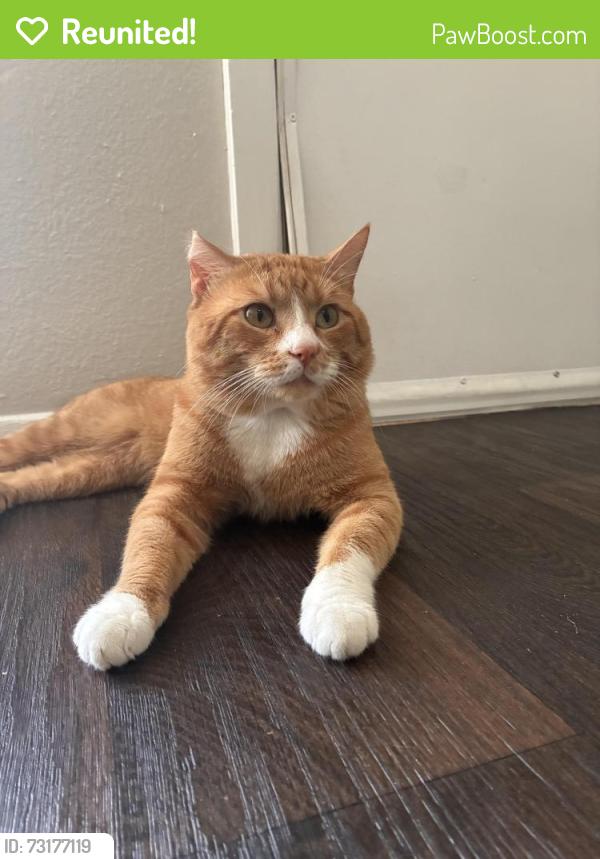 Reunited Male Cat last seen Park Square and Park Springs Blvd., Arlington, TX 76017