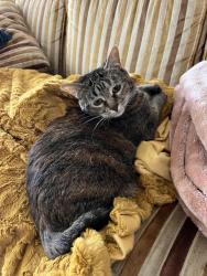 Lost Female Cat last seen Milwaukee st & Goddard, Boise, ID 83704