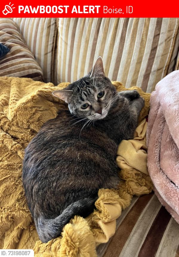 Lost Female Cat last seen Milwaukee st & Goddard, Boise, ID 83704