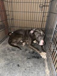 Found/Stray Male Dog last seen Barrett ave and placenta ave, Perris, CA 92572