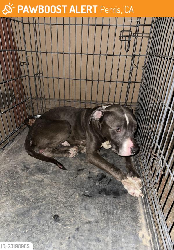 Found/Stray Male Dog last seen Barrett ave and placenta ave, Perris, CA 92572