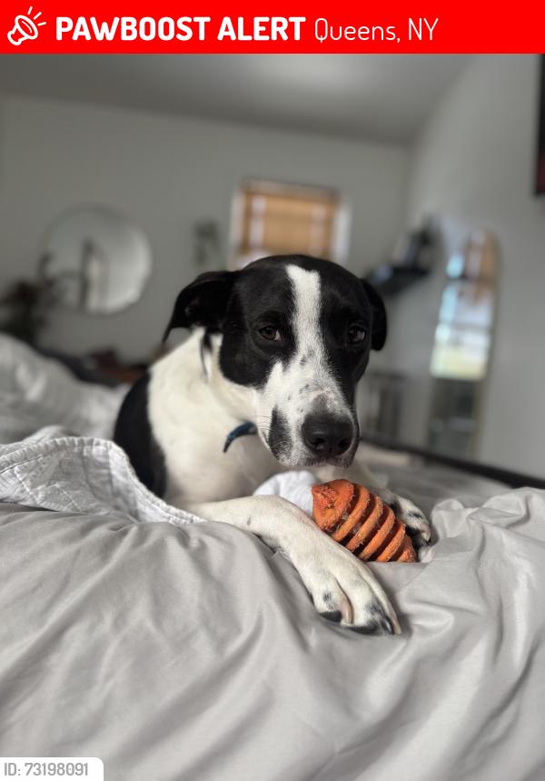 Lost Female Dog last seen Catalpa avenue, Queens, NY 11385