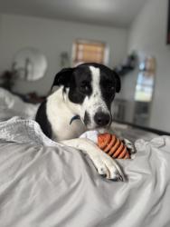 Lost Female Dog last seen Catalpa avenue, Queens, NY 11385