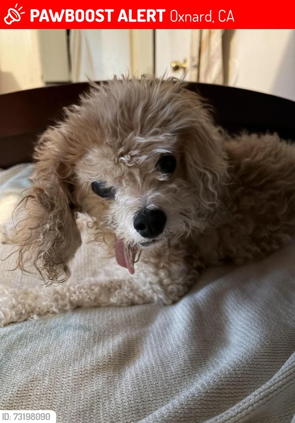 Lost Male Dog last seen G street and nine Street, Oxnard, CA 93030