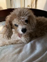 Lost Male Dog last seen G street and nine Street, Oxnard, CA 93030