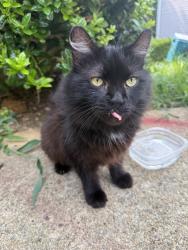 Found/Stray Unknown Cat last seen Grande Valley Circle, Cary NC (Harrison Grande apmts), Cary, NC 27513