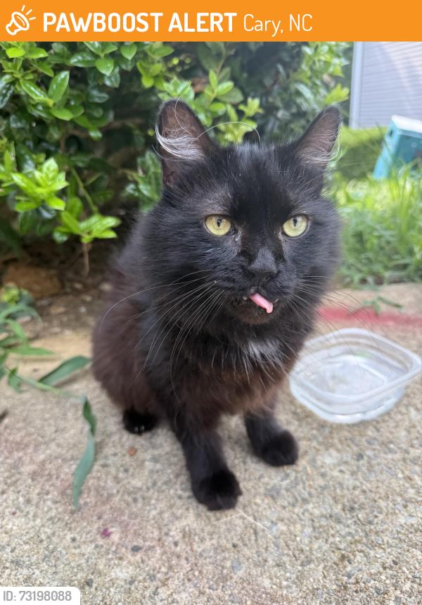Found/Stray Unknown Cat last seen Grande Valley Circle, Cary NC (Harrison Grande apmts), Cary, NC 27513
