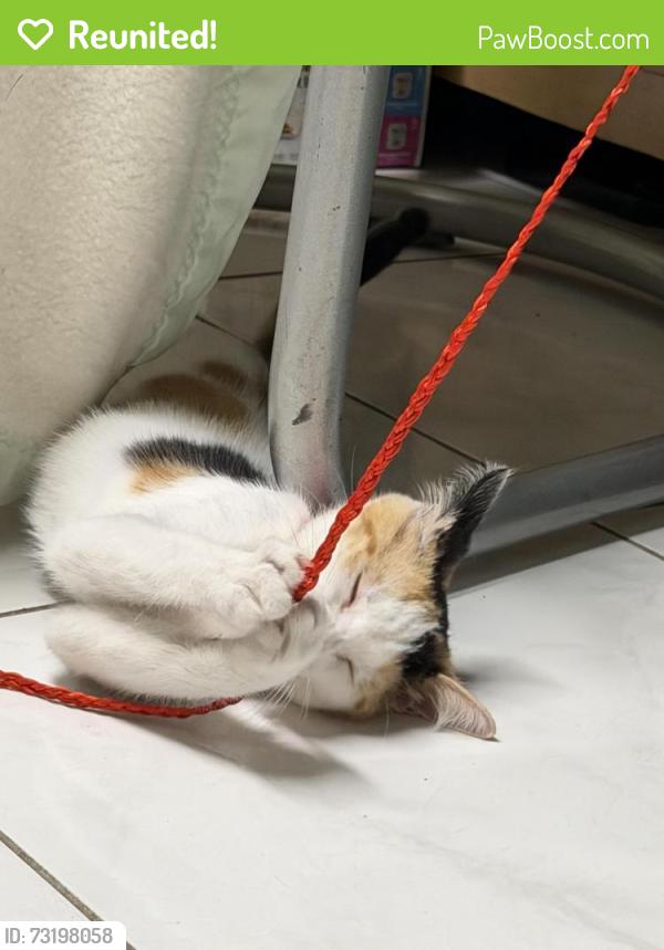 Reunited Female Cat last seen Home Depot, Alhambra, CA 91803