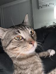 Reunited Male Cat last seen Near mineral wells Terrell tx, Terrell, TX 75160