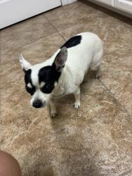 Reunited Female Dog last seen Grantland & Bullard, Fresno, CA 93723