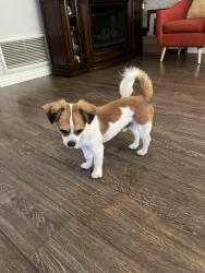 Reunited Male Dog last seen Vanowen & white oak, Los Angeles, CA 91335