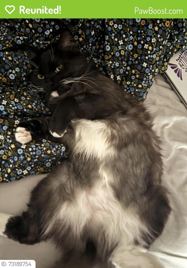 Reunited Female Cat last seen Dominik Drive, College Station, TX 77840