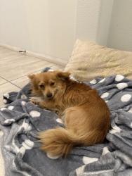 Reunited Male Dog last seen Lincoln Ave, Anaheim, CA, USA, Anaheim, CA 92803