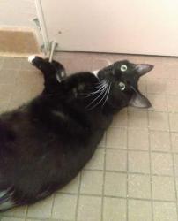 Lost Male Cat last seen Near Blackfield Dr, North Highlands, CA 95660