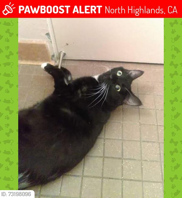 Lost Male Cat last seen Near Blackfield Dr, North Highlands, CA 95660