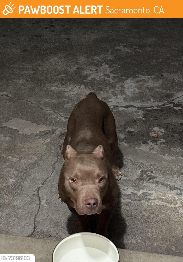 Found/Stray Female Dog last seen Wright, Sacramento, CA 95821