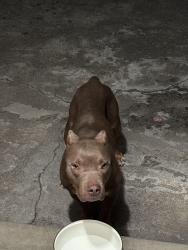 Found/Stray Female Dog last seen Wright, Sacramento, CA 95821