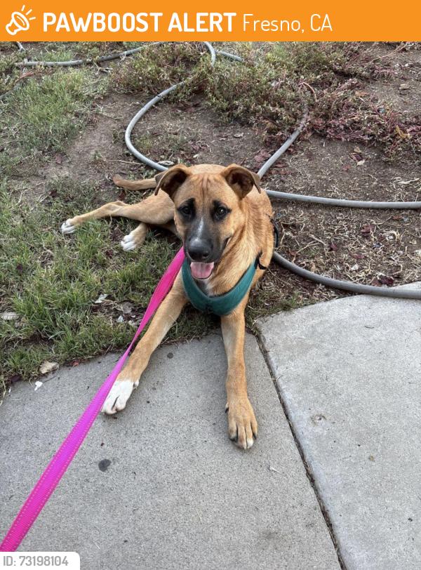 Found/Stray Male Dog last seen Ashlan, Fresno st, Fresno, CA 93726