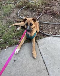 Found/Stray Male Dog last seen Ashlan, Fresno st, Fresno, CA 93726