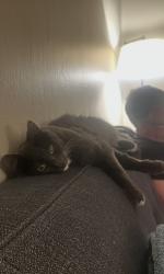 Lost Male Cat last seen 24th Street & Montgomery Ave, Sacramento, CA 95818
