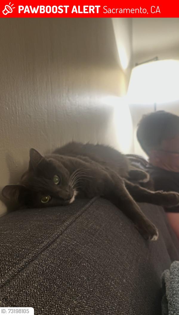 Lost Male Cat last seen 24th Street & Montgomery Ave, Sacramento, CA 95818