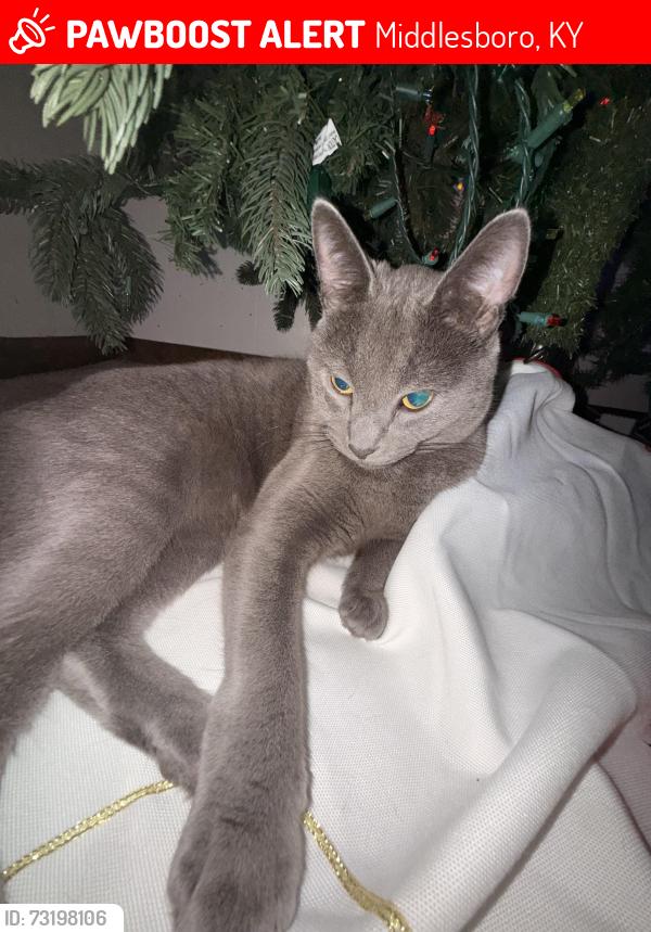 Lost Female Cat last seen Noetown, Middlesboro, KY 40965