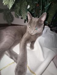 Lost Female Cat last seen Noetown, Middlesboro, KY 40965