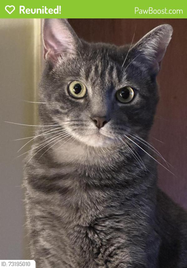Reunited Male Cat last seen Orem Drive and Bond Mill Rd, Laurel, MD 20707