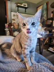 Lost Female Cat last seen Located near middle schoool, Raymond, NH 03077