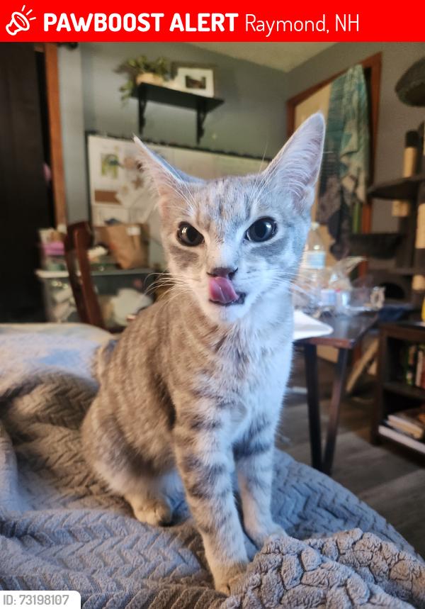 Lost Female Cat last seen Located near middle schoool, Raymond, NH 03077