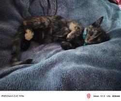Reunited Male Cat last seen Gibson Rd, El Monte, CA 91731, USA, El Monte, CA 91731