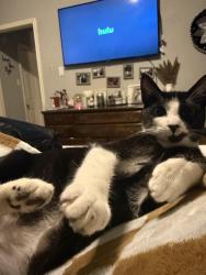 Lost Male Cat last seen Park brush, Katy, TX 77450