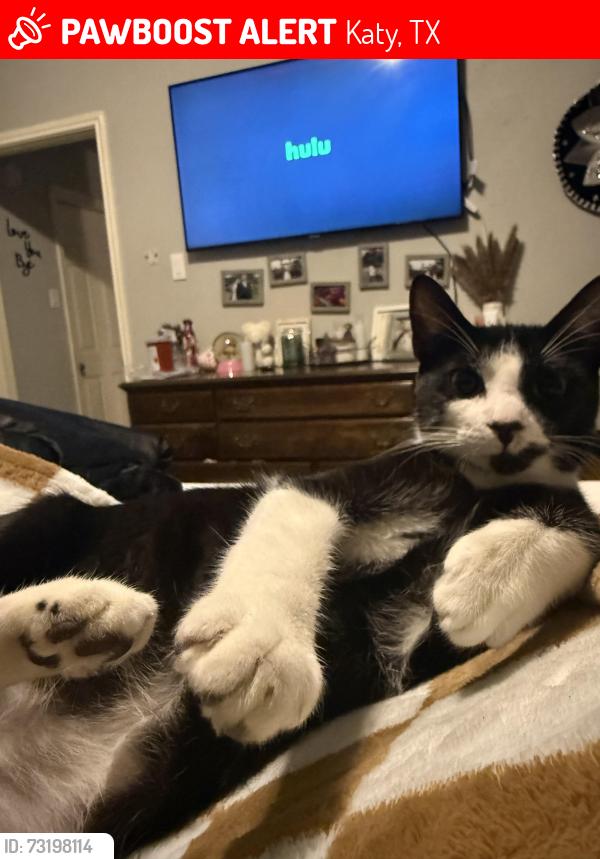 Lost Male Cat last seen Park brush, Katy, TX 77450
