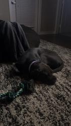 Reunited Female Dog last seen Near carriage hills blvd, Conroe, TX 77384