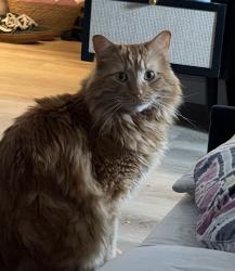 Lost Male Cat last seen Santa Cruz rd and 12th st, Desert Hot Springs, CA 92240
