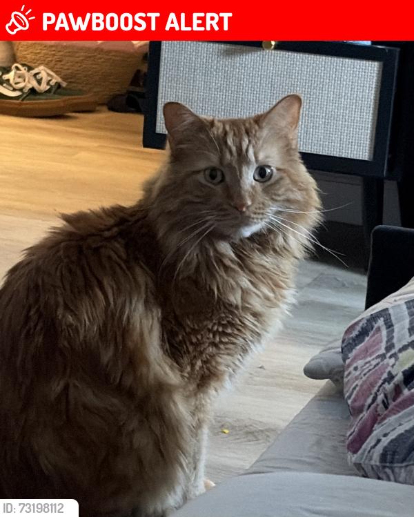 Lost Male Cat last seen Santa Cruz rd and 12th st, Desert Hot Springs, CA 92240
