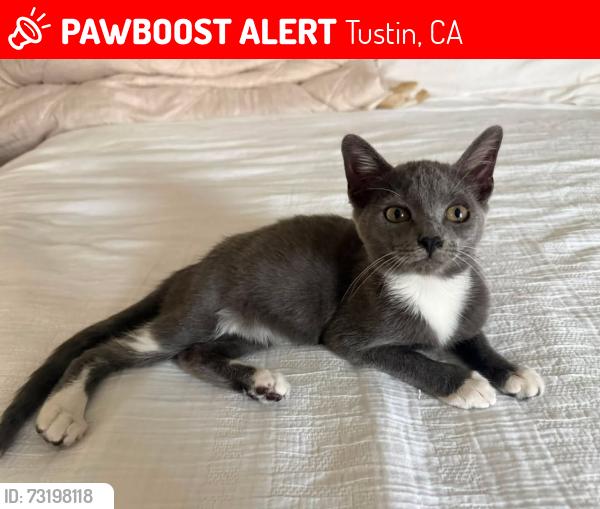 Lost Female Cat last seen Tustin Main St, Tustin, CA 92780