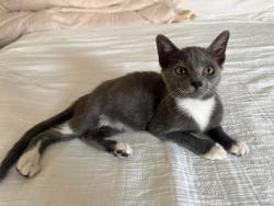 Lost Female Cat last seen Tustin Main St, Tustin, CA 92780