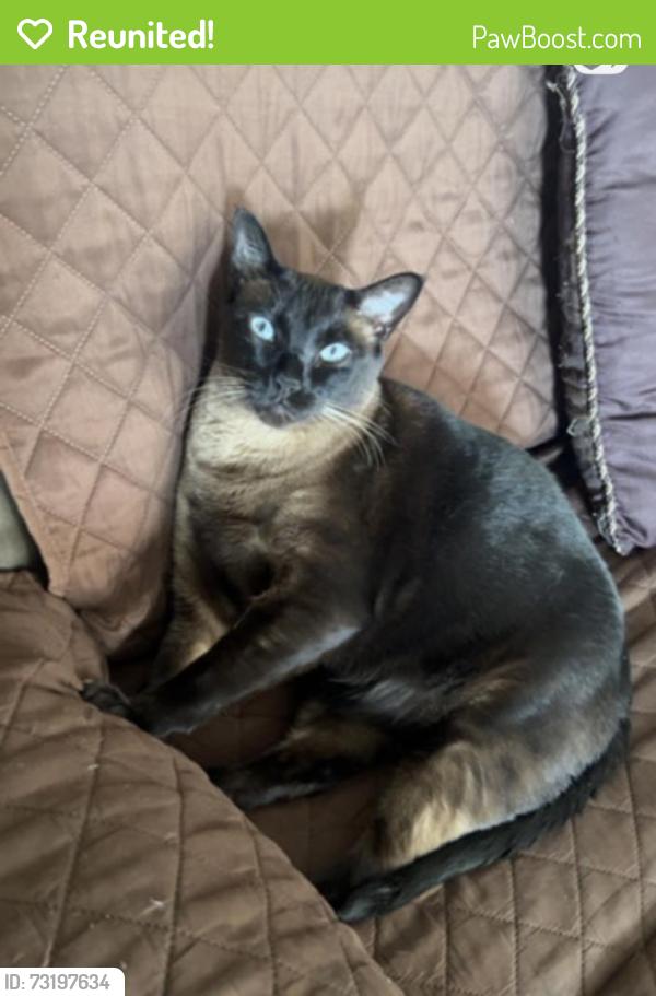 Reunited Male Cat last seen Queenston and Centennial, Hamilton, ON L8G 2N4