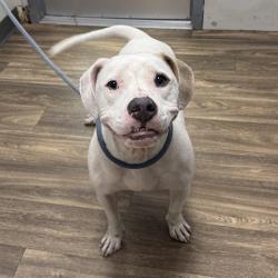 Shelter Stray Male Dog last seen Polk Avenue, San Diego, CA, 92105, 5500 Gaines St, San Diego, CA 92110, USA