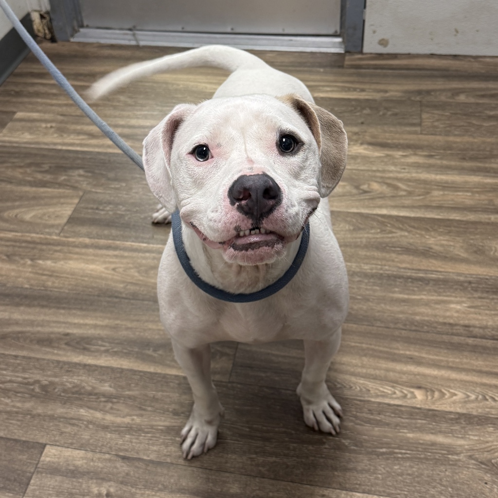 Shelter Stray Male Dog last seen Polk Avenue, San Diego, CA, 92105, 5500 Gaines St, San Diego, CA 92110, USA