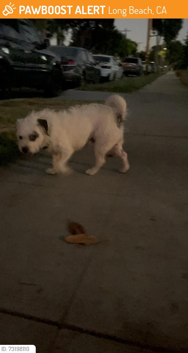 Found/Stray Male Dog last seen Walnut Ave and Artesia Blvd, Long Beach, CA 90805
