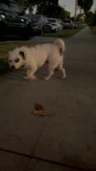 Found/Stray Male Dog last seen Walnut Ave and Artesia Blvd, Long Beach, CA 90805