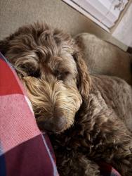 Lost Male Dog last seen Amarillo High, Amarillo, TX 79109
